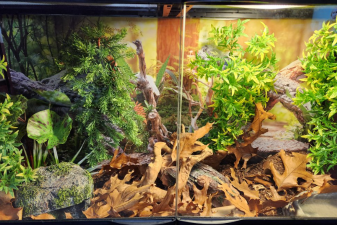Tank Size Matters for Snake Growth